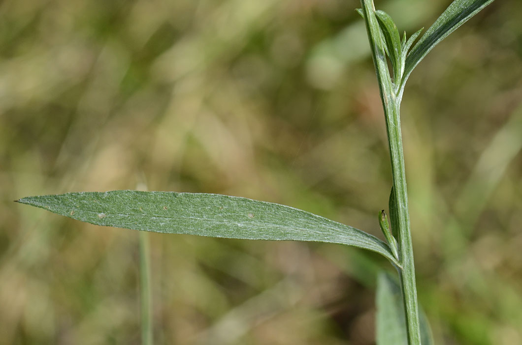 Centaurea jacea subsp. gaudinii / Centaurea di Gaudin
